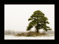 фото "lonely tree"
