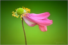 фото "Anemone japonica"
