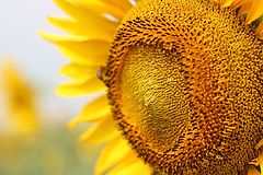 photo "Sunflower up close..."
