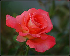 фото "..."