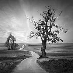 photo "The desire for the road"