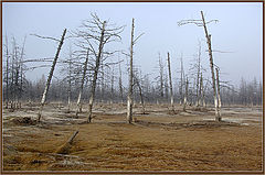 фото "Мёртвая тишина"