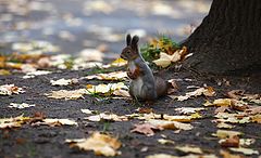 фото "Осенняя белочка 1 "Скоро зима""