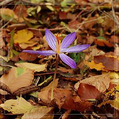 фото "Безвременник"