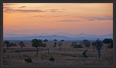 photo "Savanna. Quiet evening.."