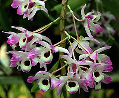 photo "Dendrobium nobile"