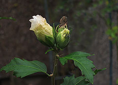 photo "***"