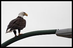 photo "Urban Eagle"