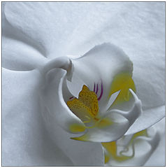 photo "***"