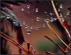 photo "***"