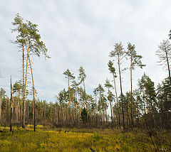 фото "Последний день октября"