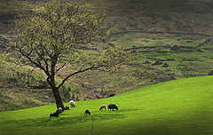 photo "Bible Landscape"