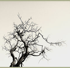 фото "linear"