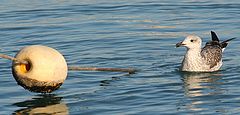 photo "calm waters"
