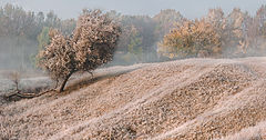 фото "Осенний иней-II"