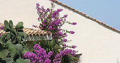 photo "sunny afternoon"