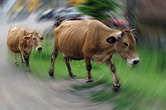 photo "Cattle, coming together ..."