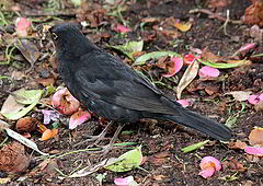 photo "Blackbird in my Garden."