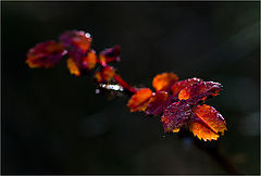 photo "Colours of oktober"