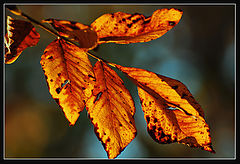 photo "***"