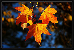 photo "***"