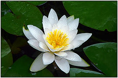 фото "White lily"