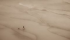 photo "Walking with Friends"