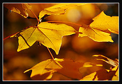 photo "***"