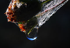 фото "***"