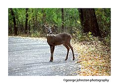 фото "Poser"