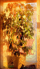 photo "Sketch with a ficus."