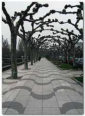 photo "My trees, my way"