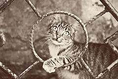 photo "***"