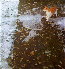 фото "Фотодуэль Первый снег. Прогулка"