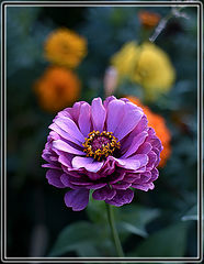 photo "***"
