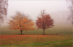 photo "***"