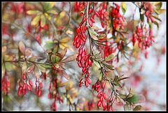 photo "coral beads of Autumn"