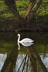photo "***"