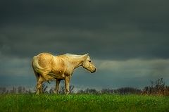 photo "Palimino"