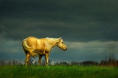 photo "Palomino Art"