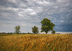 photo "***"