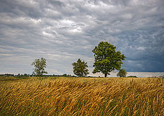 фото "Поле"