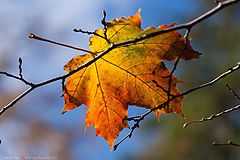 photo "***"