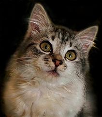 photo "***"