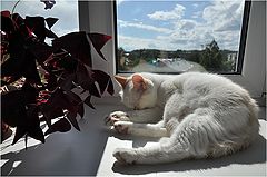 photo "***"