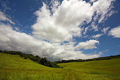 photo "Clouds over the forest"