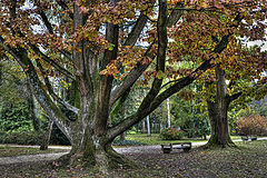 photo "Autumn in the park"