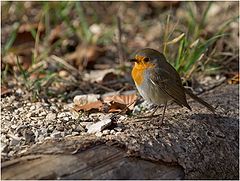 photo "Rouge-gorge"