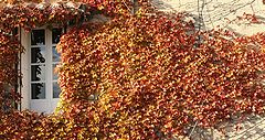 photo "fall"