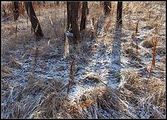 фото "первый снег в лесу"